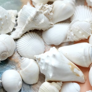 Mixed Seashells, Assorted Seashells, White Seashells, Seashells for Crafts, Jewelry, Shells for Wedding Favors, Coastal Decor, 1-3&quot; Long