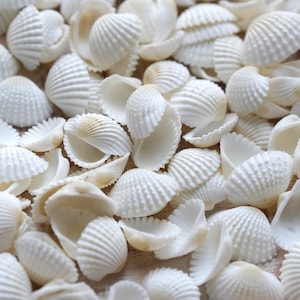 May include: A close-up of a collection of white seashells. The shells are arranged in a random pattern and are all different sizes and shapes.