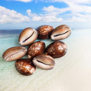 May include: A collection of brown and tan seashells with a glossy finish. The shells are oval-shaped with a slit opening, arranged on a sandy surface with a backdrop of the ocean and sky.