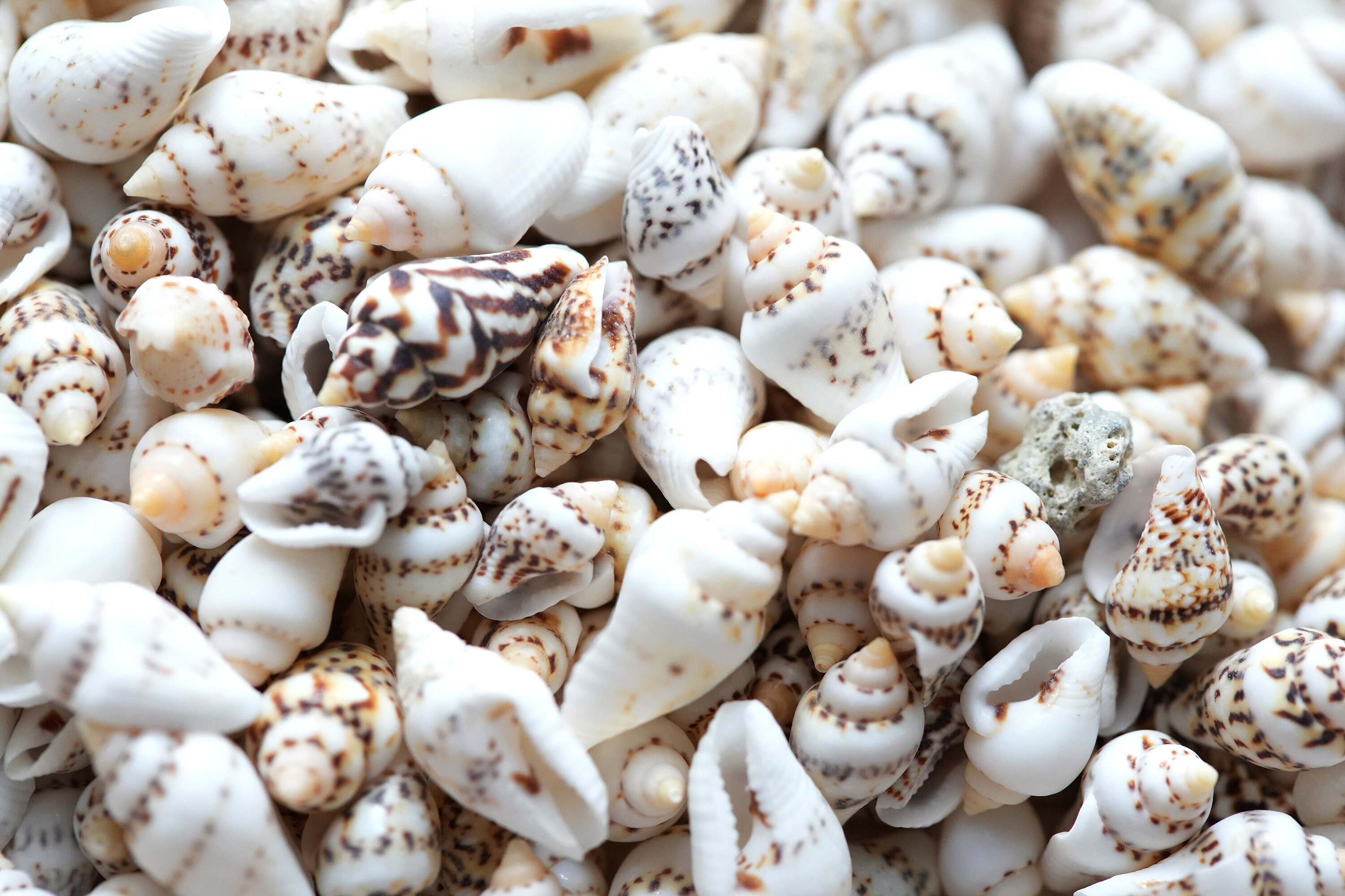 Tan Shells Nassa Shells, Bulk Seashells, Small Craft Shells, Seashells for Crafts ...