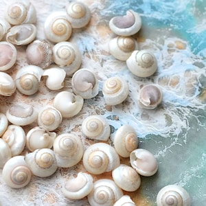 Pearl Umbonium Shells, Pearly Seashells, Small Shells, Bulk Sea Shells, For Home Decor, for Arts and Crafts, Aquarium Filler, 1/4&quot;