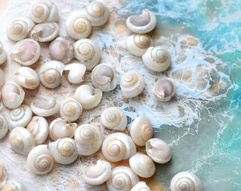 May include: A collection of white seashells with a swirling pattern, scattered on a light brown surface with a blue and white background.