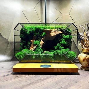 以下が含まれることがあります： 黒い金属フレームの幾何学的なテラリウム。鮮やかな緑色の苔、流木、木製のベースが詰められています。右側には、ドライフラワーが入った装飾的な花瓶があります。テラリウムはユニークな室内装飾品です。