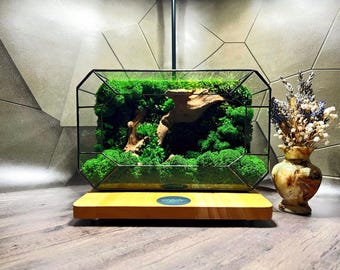 Geometrisch mosterrarium met drijfhout: handgemaakt zen-bureaudecor