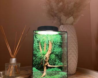 LED Moss Terrarium: Handmade Glass Zen Garden with Natural Wood