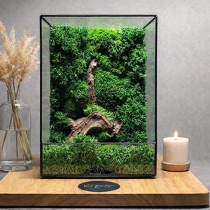 Terrario LED in muschio: giardino zen in vetro fatto a mano con legno naturale