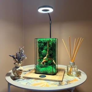 Könnte beinhalten: Ein rechteckiges Glasterrarium gefüllt mit leuchtend grünem Moos und einem Stück Treibholz, gekrönt von einer schwarzen, verstellbaren LED-Ringlampe. Das Terrarium steht auf einem quadratischen Holzsockel, begleitet von einer kleinen Vase mit Trockenblumen.