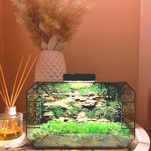 Fairy glass terrarium with moss, natural terrarium, geometric terrarium, desktop plant, living room decor, plant terrarium, gift for dad