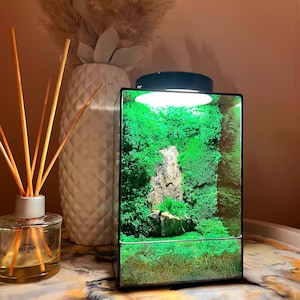 Moss terrarium, preserved moss plant, terrarium led light, decorative moss, led terrarium, gifts for home, grandpa gift, office decor