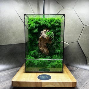 Geometric Moss Terrarium with Wood Accent & LED Light
