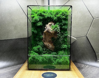 Geometric Moss Terrarium with Wood Accent & LED Light