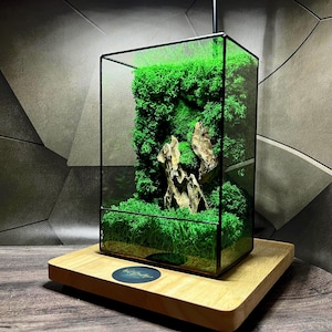 Konserviertes Moos-Terrarium mit LED-Licht: Naturstein, Glasrahmen