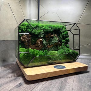 Terrario de musgo geométrico: decoración zen de vidrio y madera hecha a mano, musgo ecológico