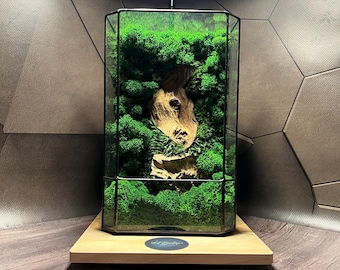 Handmade Moss Terrarium with Wood | Glass Geometric Terrarium Decor | Eco Friendly Desk & Office Gift Box