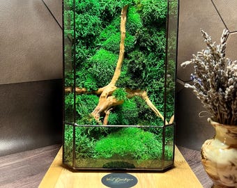 Handgemaakt mosterrarium: huisdecor van hout en glas, mossarium