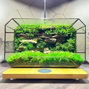 Geometric Terrarium moss | Moss Terrarium for home decor | Eco-Friendly Office Decor | Handmade Terrarium