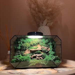 Smaragdgroen mosterrarium | Handgemaakt geometrisch glasdecor | Levend juweel voor thuis en op kantoor
