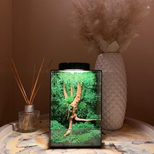 Puede incluir: Un terrario rectangular de cristal con una rama de madera clara en el centro, rodeada de musgo preservado de color verde vibrante. El terrario tiene un marco negro y una fuente de luz en la parte superior que ilumina el interior.