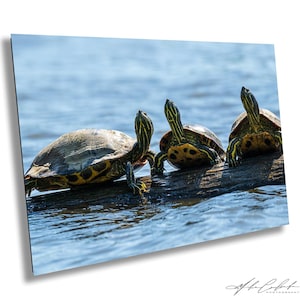 May include: Three turtles are perched on a log in the water. The turtles have dark shells with yellow markings and are facing the same direction. The water is a light blue color, and the image is well-lit.