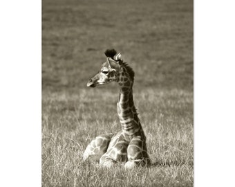Savannah- semi gloss photographic print of a sleepy baby giraffe in the sun
