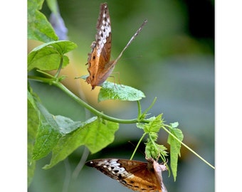 Delicate Dance- matte photographic print of butterflies on a vine