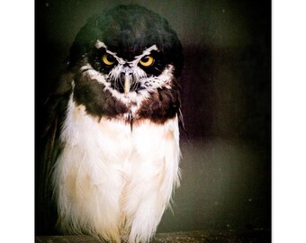 Intensity-semi-gloss photographic print of a spectacled owl