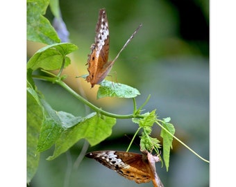 Delicate Dance- semi-gloss photographic print of butterflies on a vine