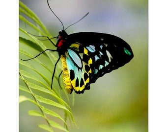 Birdwing-semi-gloss photographic print of a birdwing butterfly on a fern frond