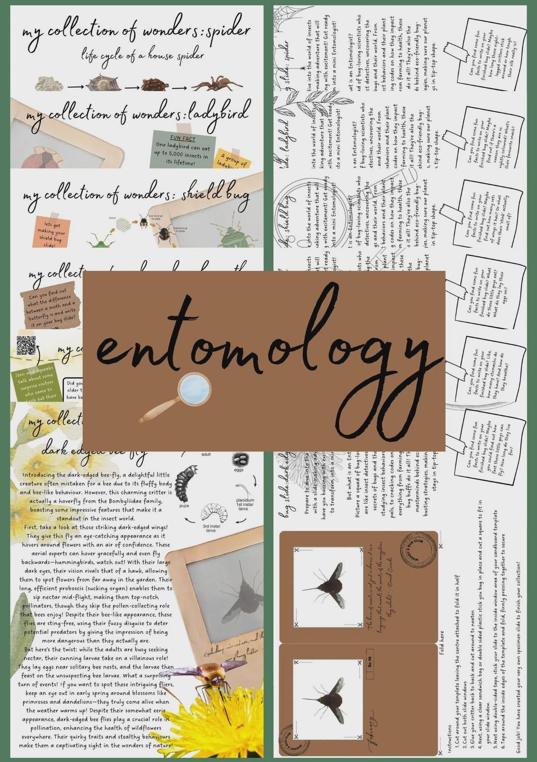 Whimsy & Bug | Bug Study Printable | Mini Entomology Craft Activity ...