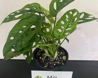 Swiss Cheese plant, Monstera adansonii