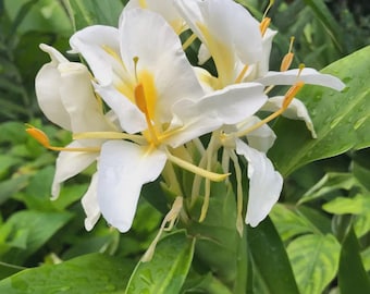 1 Rhizome 'tahitian Flame' Variegated Ginger Butterfly Lily