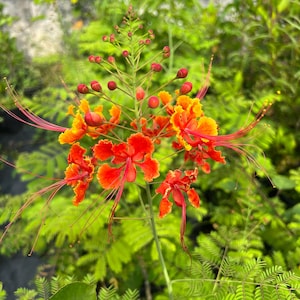 May include: Close-up of a vibrant red and orange flower with long, delicate stamens. The flower is surrounded by lush green foliage, creating a striking contrast. The petals have a ruffled appearance, and the overall composition is bright and eye-catching.