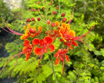 Pride of Barbados, Peacock Flower or Red Bird of Paradise