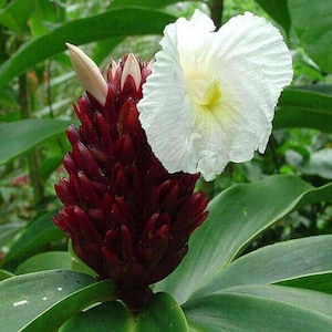 May include: A close-up of a tropical flower with a vibrant red cone-shaped bloom and a large, white petal. The flower is set against a backdrop of green leaves, showcasing the plant's natural beauty.