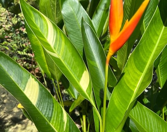 LEAFLESS Bird of Paradise STRELITZIA Juncea! Super Rare! Not the Typical  Bird of Paradise. This One Becomes Leafless! - Etsy