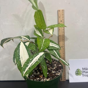 pink dracaena plant 10p! Dracaena Marginata Colorama Tip /Tropical