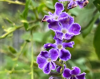 Blue Sapphire Showers or Duranta Erecta Sapphire Showers - Etsy