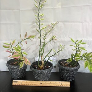 May include: Three potted plants with variegated green and white leaves. The plants are in black speckled pots with a ruler in the foreground.