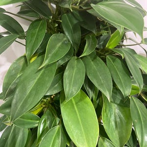 Philodendron 01 'little Phil" Pbr-mature, Exact Plants. Free Priority Mail  Shipping - Etsy
