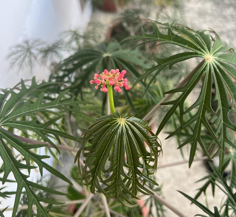 coralbush-live-plant-jatropha-multifida-red-coral-blooms-etsy