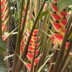 Tropical Plant Jungle Kit: Heliconias, Palm, Banana, Gingers