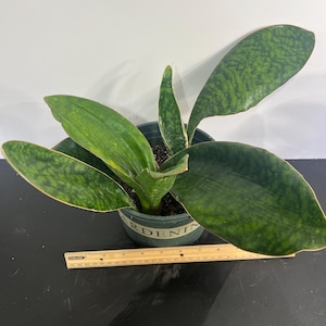 beaucarnea recurvata elefantenfuss Beaucarnea Nolina recurvata