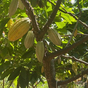 May include: A cacao tree with green leaves and several cacao pods growing on the branches. The pods are green and yellow and are hanging from the branches.