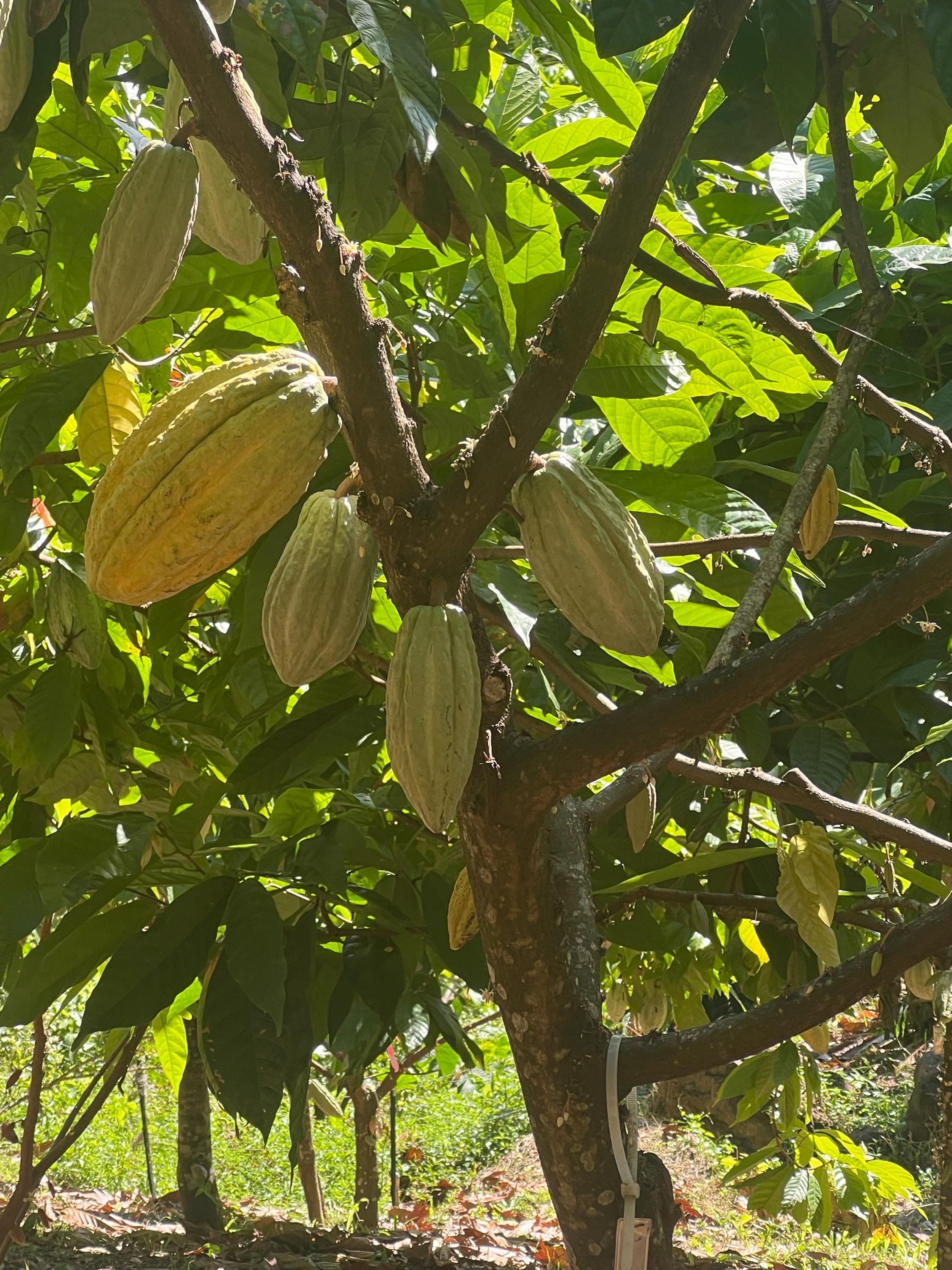 Theobroma Cacao Trees; 2 Trees per Order: Grow Your Own Chocolate