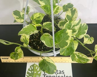 N'Joy Pothos Plant in White Pot, Includes Hanger