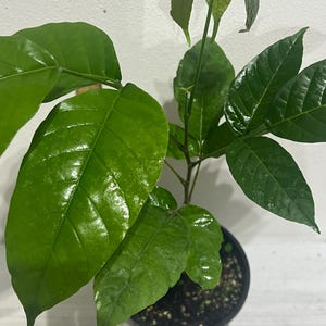 Theobroma Bicolor - Etsy