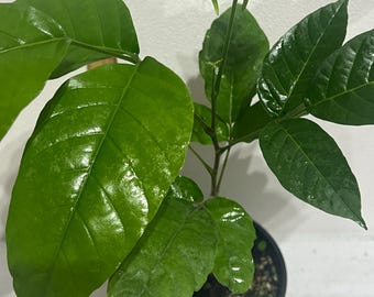 Pataxte Theobroma Bicolor White Cacao Macombo Balam-te Jaguar Tree