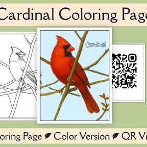 May include: A Cardinal Coloring Page set featuring a black and white line art illustration of a cardinal on a branch, a full-color cardinal illustration with the text Cardinal, and a white square containing a black QR code for video access.