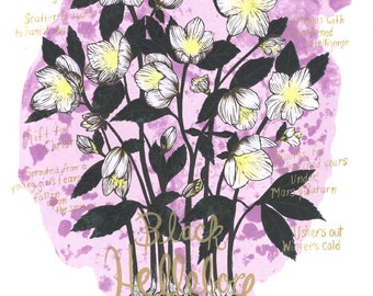 Black Hellebore Fine Art Silkscreen Print // Handmade Art Print // Plant Magic // Botanical Illustration