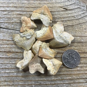 Fossilized Squalicorax Shark Teeth - Bag of 10 Pieces - Stock No. 1-348